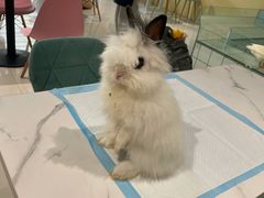 -RU DUCK柯尔鸭公社·撸鸭俱乐部·羊驼·小香猪