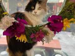 -Anne猫窝咖啡屋