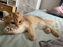 -美联众合动物医院·24h转诊中心