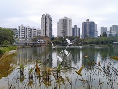 -四海公园(南山区)