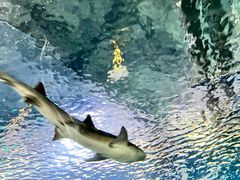 -上海海洋水族馆