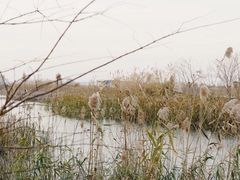 -同里国家湿地公园