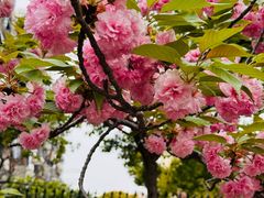 -高东镇樱花园