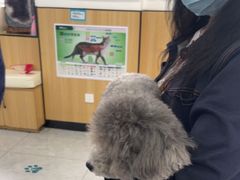 -瑞派长江宠物医院·猫科·外科·24小时夜护(谊城公寓分院)