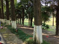 -黄海国家森林公园