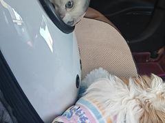 -宠爱国际动物医院· 猫科· 外科·中兽医(长白店)