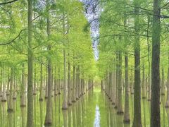 -泗洪洪泽湖湿地景区