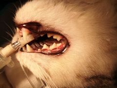 -宠爱国际动物医院· 猫科· 外科·中兽医(长白店)