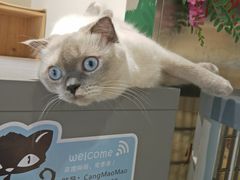 -藏猫猫咖啡主题馆(中央大道店)