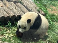 -大连森林动物园