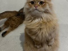 -藏猫猫咖啡主题馆(中央大道店)