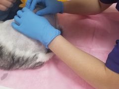 -北京观赏动物医院·24小时大型综合·猫专科·异宠专科