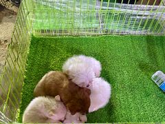 -中环花鸟鱼虫市场