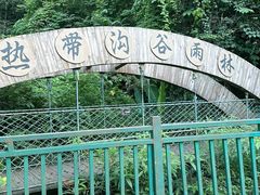 -西双版纳原始森林公园