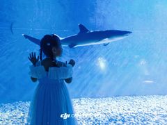 -海合安武汉极地海洋公园