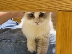 -藏猫猫咖啡主题馆(中央大道店)