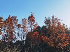 -阳澄湖半岛旅游度假区