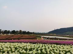 -径山花海