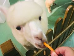 -藦茜花园宠物主题亲子互动体验馆(国顺东路店)