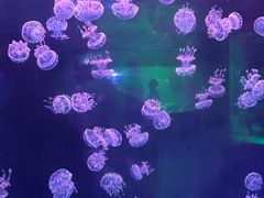 -左海海底世界