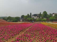 -大塘金香草谷