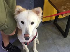 -严国平动物医院(德政总院)