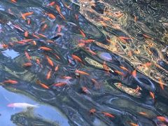 -金鸡山公园