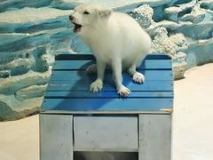 -华夏文旅海洋公园