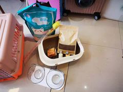 -70cat德文卷毛猫·缅因猫纯种猫舍