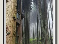 -武陵山森林公园