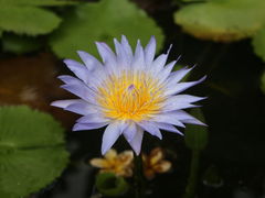 -曼听御花园