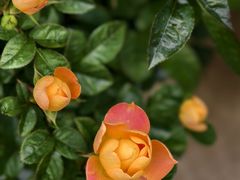 -番禺广场(市桥街道)