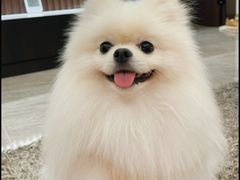 -艾贝尔宠物医院·24H转诊中心·肿瘤猫专科(江宁双龙店)