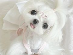 -萌宠之家·腊肠犬·马尔泰·小体犬舍