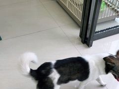 -乐琪宠物医院·犬猫专科·骨外科·急重症