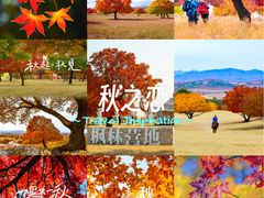 -五角枫生态旅游景区