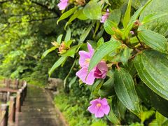 -深圳仙湖植物园