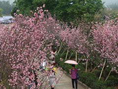 -天适樱花悠乐园