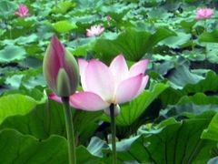 -紫竹院公园冰场