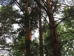 -北极村旅游风景区