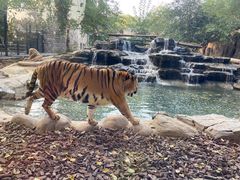 -北京野生动物园