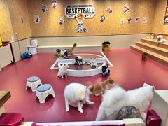 -和它·交个朋友·狗咖猫咖(爱琴海店)