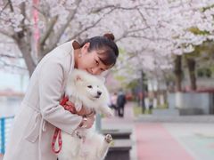 -高东镇樱花园