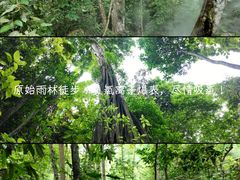 -野象谷景区