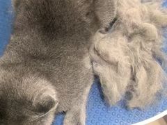 -酷狗靓猫宠物·洗护·美容·寄养(航北路店)