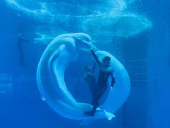 -海合安成都极地海洋公园