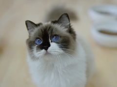 -momokira米努特·德文卷毛猫·棉花面纱犬