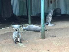 -费瑟代尔野生动物园