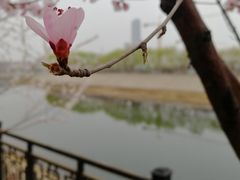 -桃花堤公园