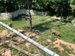 -西霞口神雕山野生动物世界